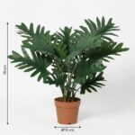 Tall potted plant with large split green leaves in a terracotta pot, about 70 cm tall and a 19 cm pot diameter.