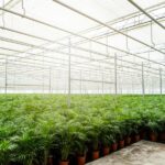 Interior of a greenhouse with rows of potted green plants under a translucent roof and metal support beams, showing an organized growing area.