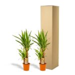 Two small potted green plants with long, spiky leaves standing beside a tall cardboard shipping box