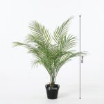 Tall indoor palm plant in a black pot, about 65 cm tall with a 13 cm pot diameter and lush green fronds.