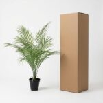 Potted palm plant beside a tall cardboard shipping box on a white background.