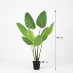 Tall banana plant with multiple green leaves in a black pot; overall height about 155 cm and pot diameter 21 cm.