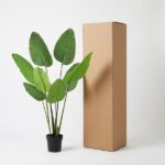 Potted tropical plant with broad green leaves beside a tall brown cardboard box on a white background.