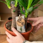 Two hands cradle a potted plant with a tag showing a circular earth illustration and the words 'care' on a beige card.