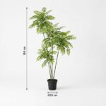 Tall potted fern plant, 185 cm high with a 20 cm black pot (indoor decorative).