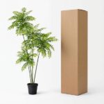 Potted fern-like houseplant beside a tall brown cardboard shipping box on a white background.