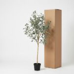 Potted leafy tree beside a tall brown cardboard box in a plain studio setting