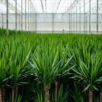 Rows of tall green, spiky-leaved plants in a bright greenhouse.