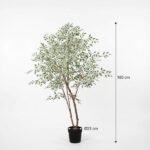 Tall indoor plant in a black pot with a slender trunk and dense green foliage; overall height 185 cm and pot diameter 23 cm (measurements shown).