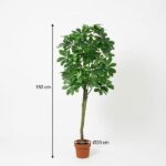 Indoor potted plant with dense green foliage, about 150 cm tall and a 20 cm pot diameter (Ø20 cm).