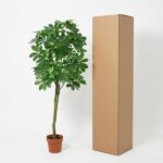 Tall potted indoor plant beside a tall cardboard shipping box against a white background.
