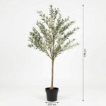 Potted olive tree about 170 cm tall with a 22 cm pot and green leaves.