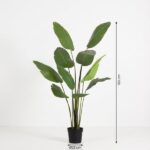Tall indoor plant with large green leaves in a small black pot; height shown as 180 cm and pot diameter 23 cm.