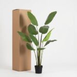 Tall cardboard box beside a potted green plant with large leaves on a white background.