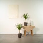 Two potted plants sit on the floor and a small wooden stool with a beige cloth, a glass pitcher, and a decorative white canvas on the wall—simple indoor decor scene.