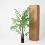 Tall potted palm plant next to a large closed cardboard box in a white studio setting.