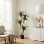 Bright minimalist living room featuring a tall potted dracaena plant beside a white cabinet and beige chair by a sunlit window.