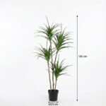 Tall potted dracaena with multiple slender trunks and long green leaves; height 165 cm, pot diameter 23 cm.