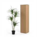 Tall cardboard shipping box standing beside a potted dracaena plant on a white background.