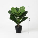 Potted rubber plant with large glossy green leaves, about 40 cm tall, pot diameter 12 cm.