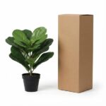 Rubber plant in a black pot beside a tall cardboard shipping box.
