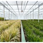 Inside a large greenhouse with parallel rows of beige-tipped and green plants separated by a central aisle and overhead irrigation lines.