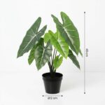Potted leafy houseplant with large green leaves and white veins in a black pot; about 40 cm tall, 12 cm pot diameter.