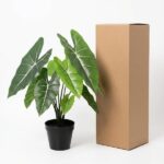 Potted green plant with large leaves beside a tall brown cardboard box on a white background.