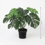 Monstera plant with large split green leaves in a black pot, about 45 cm tall (pot diameter ~15 cm).