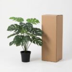 Potted monstera plant beside a tall cardboard shipping box on a white background, suggesting delivery or packaging of greenery.