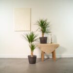 Minimalist corner with two potted spiky-leaved plants, a small wooden table draped with a beige cloth, and white decor items.
