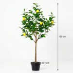Lemon tree in a black pot, about 150 cm tall, with green leaves and ripe yellow lemons.