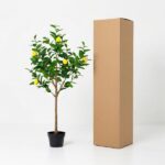 Small potted lemon tree with ripe yellow fruit beside a tall cardboard box on a white background.
