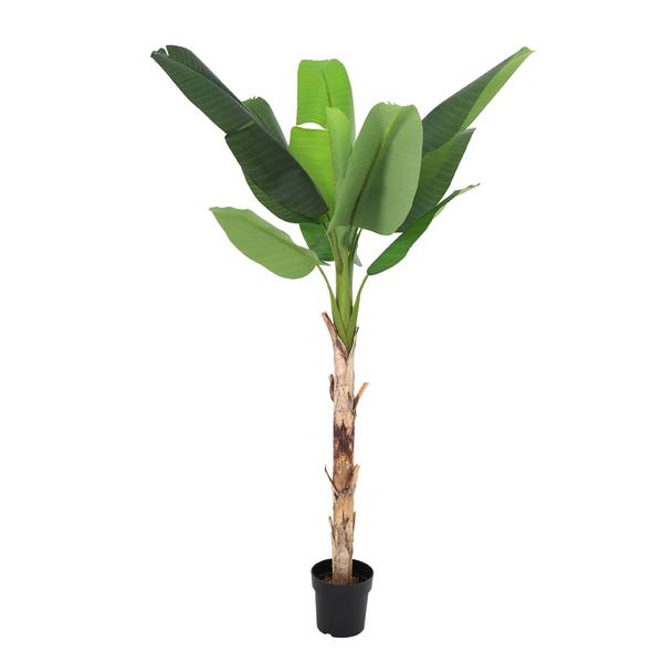 Banana plant in a black pot with tall trunk and large green leaves, indoor foliage.