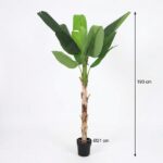 Tall banana plant in a black pot with large green leaves, about 190 cm tall and 21 cm trunk diameter.