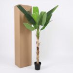 Potted banana plant with large green leaves beside a tall brown cardboard box on a white background.