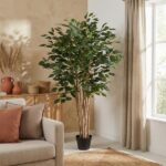 Tall potted indoor tree with green leaves near a beige wall and window in a cozy living room setting