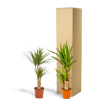 Two potted Dracaena plants in orange pots beside a tall cardboard shipping box.