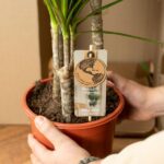 Hands holding a potted Dracaena marginata with an easy-care tag attached to the plant.