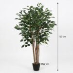 Tall indoor potted tree with several brown trunks and dense green foliage, about 150 cm tall in a 22 cm pot