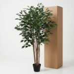 Potted indoor ficus tree with multiple trunks beside a tall cardboard packing box.
