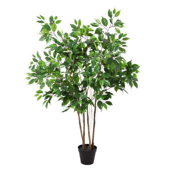 Tall indoor ficus tree with multiple slender trunks in a black pot and dense green foliage.