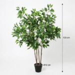 Tall potted indoor tree with multiple trunks, about 130 cm tall, in a black pot Ø18 cm.