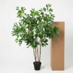 Indoor potted ficus tree with multiple trunks and lush green leaves beside a tall cardboard box.