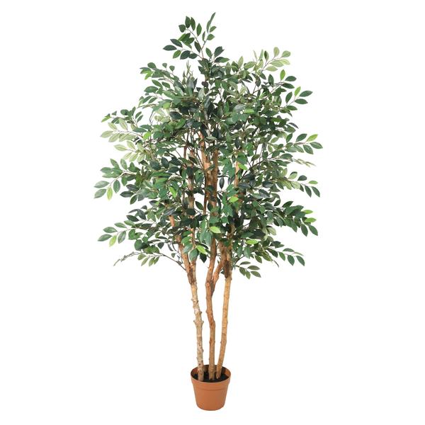 Tall indoor potted tree with multiple brown trunks and lush green leaves in a terracotta pot.