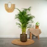 Tall palm in a dark pot sits on a round woven mat in a bright corner, with a straw wall hanging and a side table holding a plant and decor items.