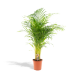 Areca palm in a terracotta pot with a tag, against a white background.