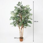Tall potted leafy tree about 150 cm tall in a brown pot (indoor plant).