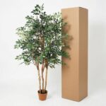 Indoor potted tree with multiple trunks beside a tall cardboard shipping box in a studio setup, green leaves intact.