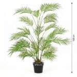 Tall potted palm plant with green fronds in a black pot, about 120 cm high with a 18 cm diameter pot (ornamental indoor plant).